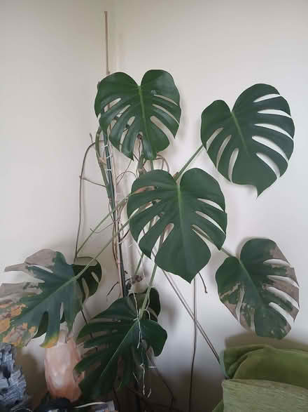 Photo of free Cheese Plant (Bear Flat BA2) #1