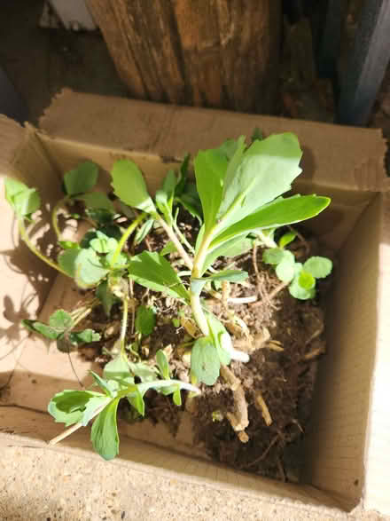 Photo of free Sedum plant (Putnoe MK41) #1