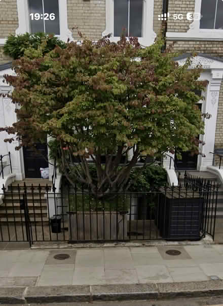 Photo of free Perrotia persica Tree (SW3 5LD) #2