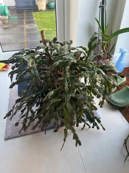 Photo of free Christmas Cactus (Newcourt EX2) #1