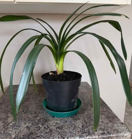 Photo of free Clivia Lily (I think) (Ringmer BN8) #1