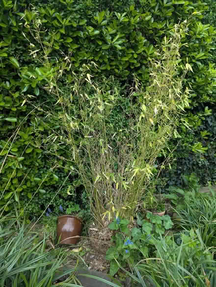 Photo of free Large bamboo plant (Sompting BN15) #1