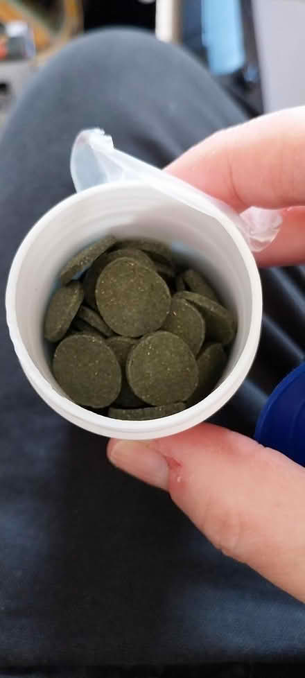 Photo of free Algae Wafers (Heeley S2) #2