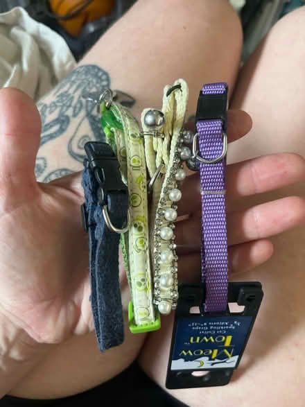 Photo of free cat stuff (east hollywood) #1