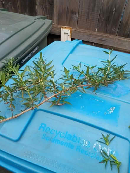 Photo of free Yellow Monkey Flower Clipping (Vacaville) #1