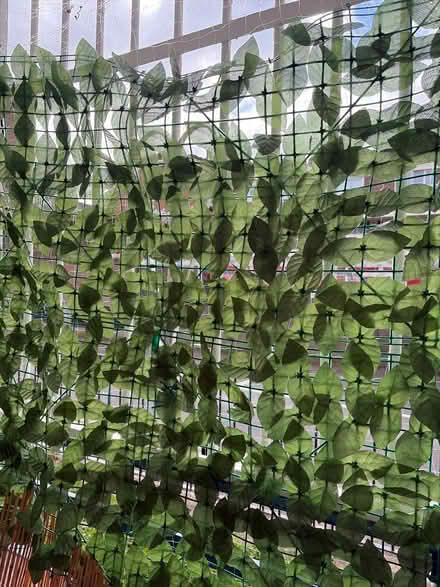 Photo of free to go ivy privacy screen (Hackney Central E8 1HY) #2