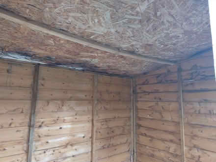 Photo of free Garden Shed (Holbrooks) #3