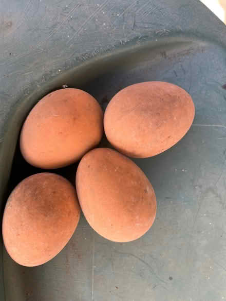 Photo of free Rubber eggs (Greystones S11) #1