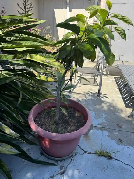 Photo of free Avocado tree (San Jose California) #1
