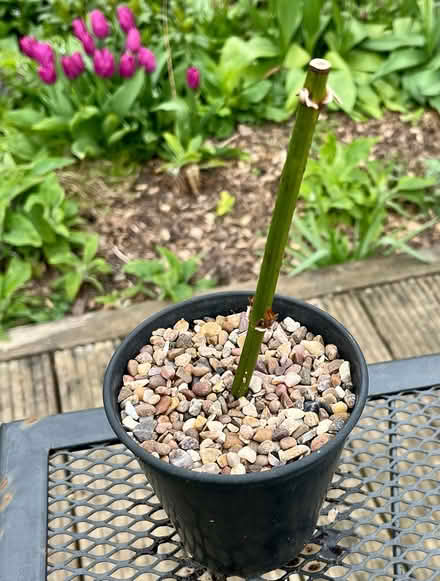 Photo of free Jasmine plant (Hatfield AL10) #1