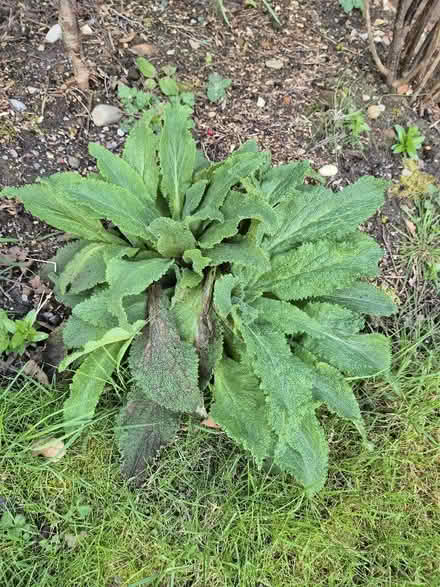 Photo of free Foxgloves (Tytherington SK10) #1