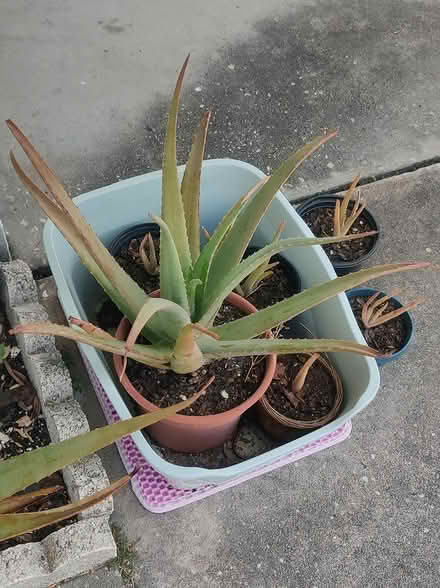 Photo of free Aloe Vera (Ridge Manor) #1