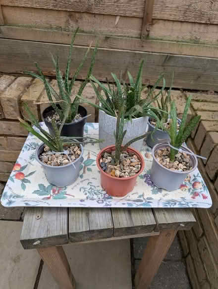 Photo of free Aloe Vera plants (The Cedars Estate WD3) #1