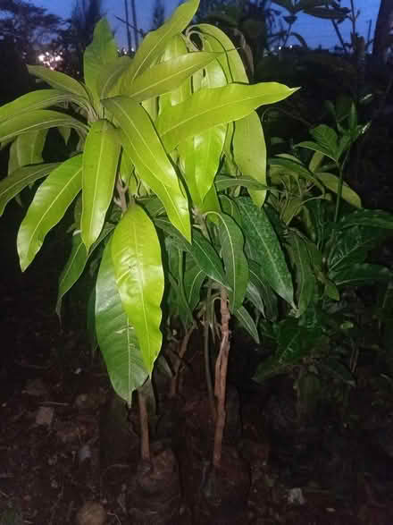 Photo of Mango seedlings (Kayole) #1