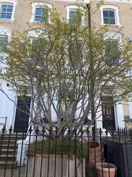 Photo of free Perrotia persica Tree (SW3 5LD) #3