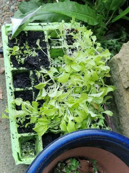 Photo of free Lettuce seedlings (Bexhill) #1