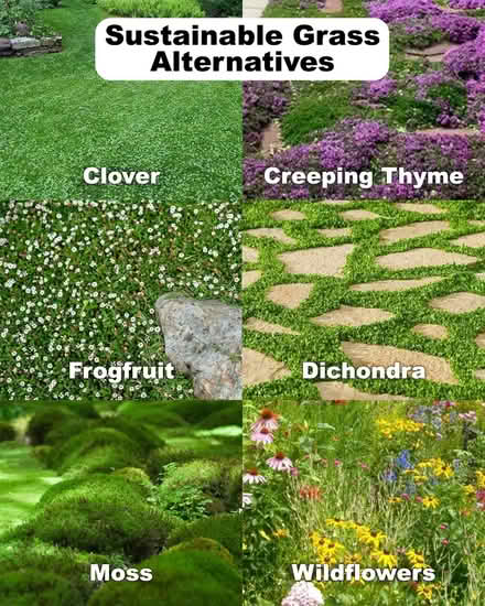 Photo of ground cover plants and/or soil (Takoma Park) #1