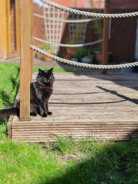 Photo of free Garden Deck (Hilperton BA14) #2