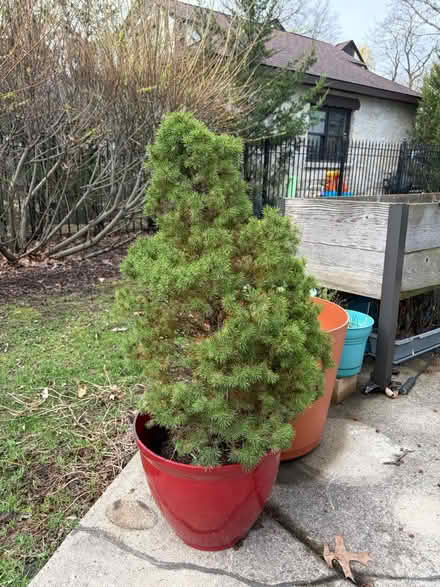 Photo of free 2 dwarf Alberta spruce (Edgebrook) #1