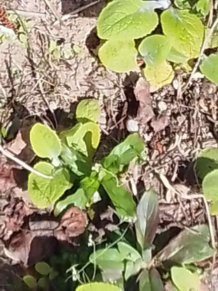 Photo of free white foxglove seedlings (Bailbrook) #1