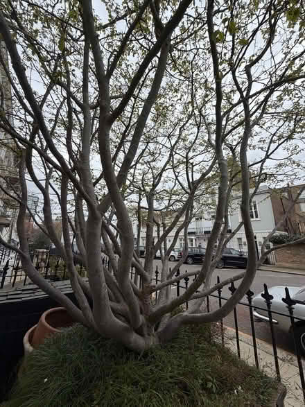 Photo of free Perrotia persica Tree (SW3 5LD) #4