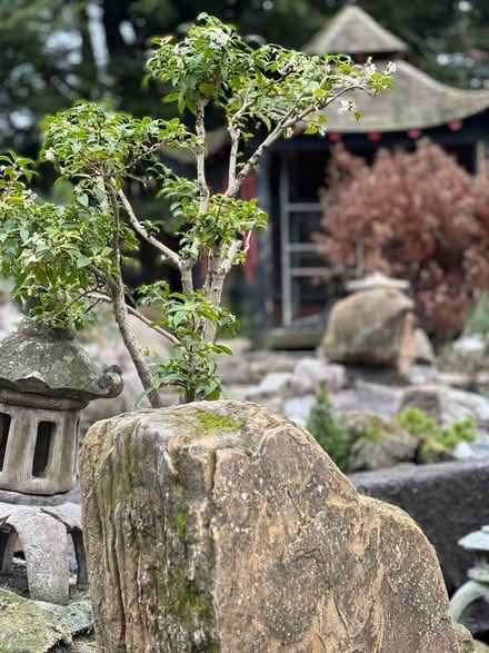 Photo of Hostas, alpines, grasses. clematis, blue bamboo (Presteigne LD8) #1