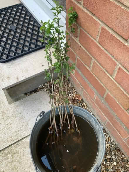 Photo of free 12 hedging plants (Catton NR6) #1