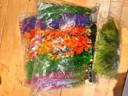 Photo of free Aquarium plants (Bushey, WD23) #1