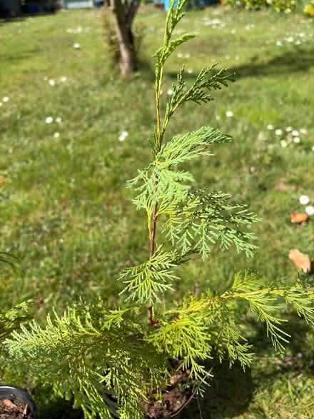 Photo of free Fir trees in pots (Round Spinney) #3