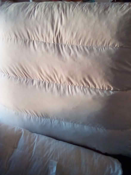 Photo of free 2 HUGE, very thick, very heavy feather-filled cushions. (Cliftonville CT9) #1