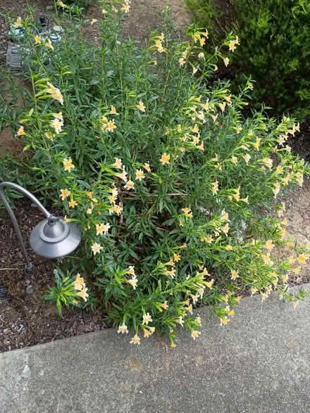 Photo of free Yellow Monkey Flower Clipping (Vacaville) #2