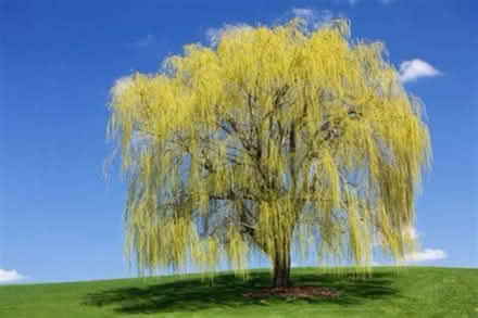 Photo of Weeping Willow (PO17 Fareham) #1