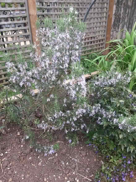 Photo of free Rosemary plant (Whitemoor NG8) #1