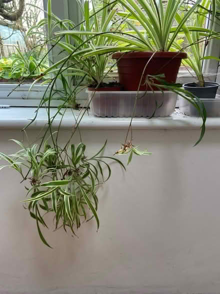 Photo of free Spider plant babies (St Just TR19) #1