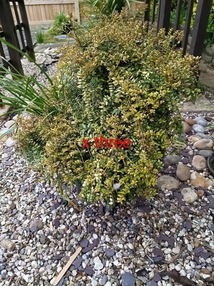 Photo of free 6 shrubs in tubs (Nr Tesco, Princes Road , CM2) #3