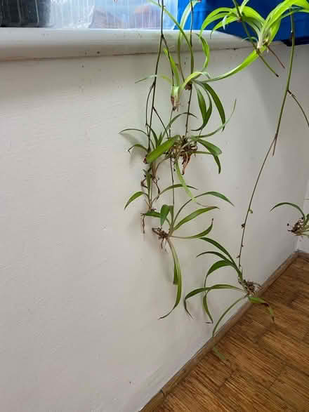 Photo of free Baby spider plants (St Just TR19) #1