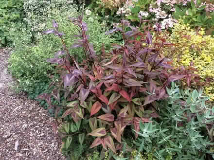 Photo of free Cutting of Persicaria Red Dragon (Morden SM4) #3