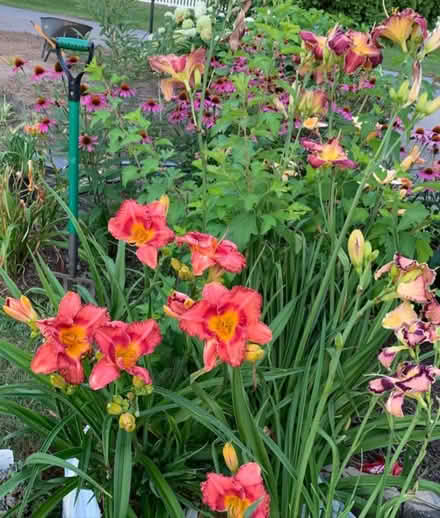 Photo of Daylilies and other garden plants (Nob Hill) #1