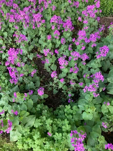 Photo of free Six Honestly plants (Hazel Grove SK7) #1