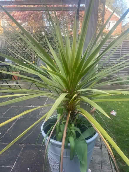 Photo of free Palm type plants (North Ascot SL5) #1