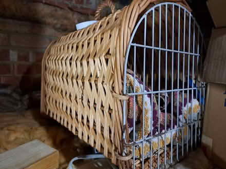 Photo of free Cat wicker basket (Saltdean BN2) #1