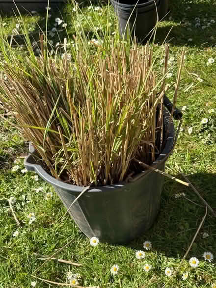 Photo of free Miscanthus grass divisions (Winkfield Row RG42) #2