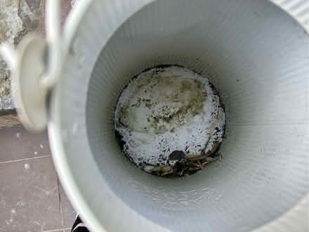 Photo of free White milk churn style planters (Bayston Hill SY3) #2