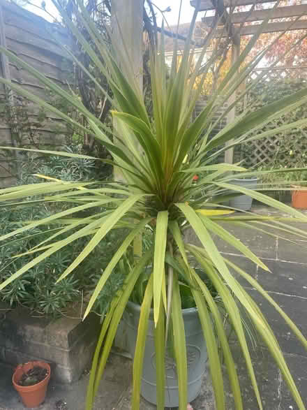 Photo of free Palm type plants (North Ascot SL5) #2