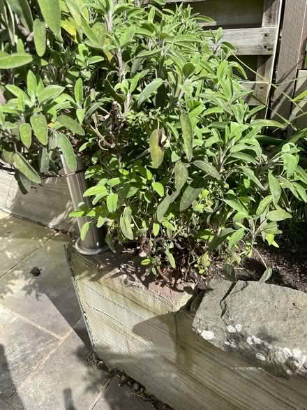 Photo of free Fresh sage (GL11) #1