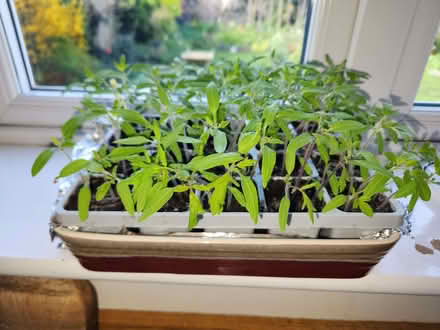 Photo of free Tomato seedlings (Putnoe MK41) #1