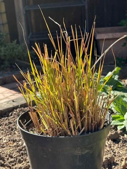 Photo of free Miscanthus grass divisions (Winkfield Row RG42) #1