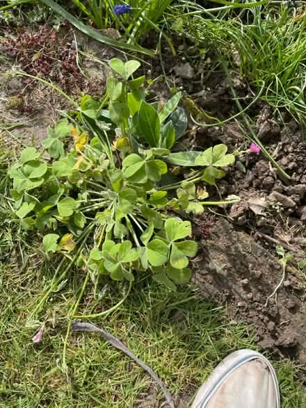 Photo of free Plant has pretty pink flowers (Welling DA16) #1