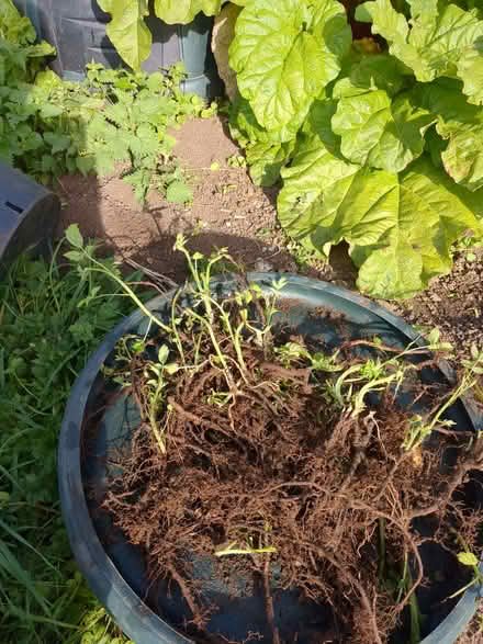 Photo of free Raspberry canes (Stanton St John OX33) #1