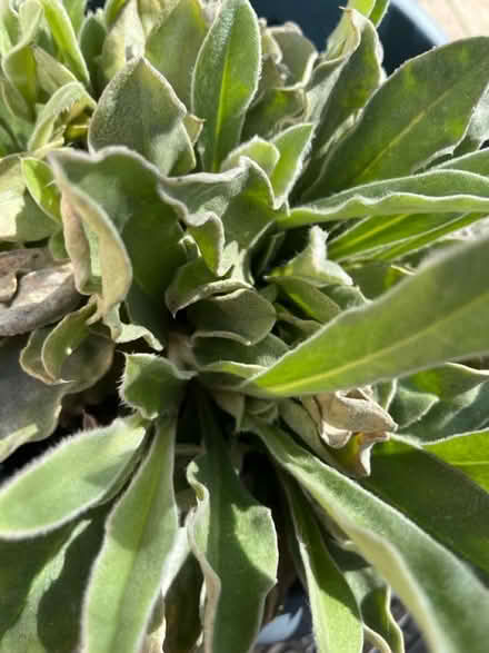 Photo of free Outdoor plant (Tyseley B11) #1